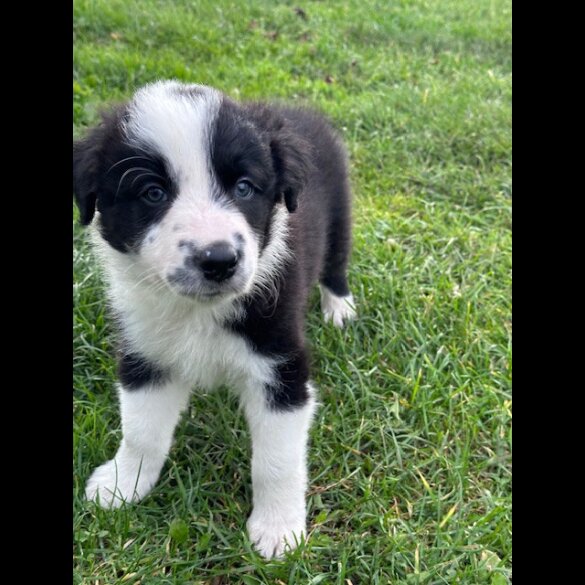 Border Collie - Both