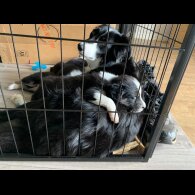 Border Collie - Both