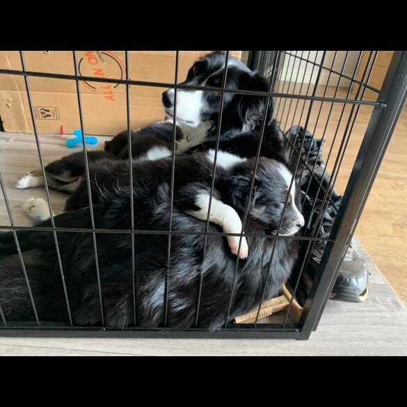 Border Collie - Both