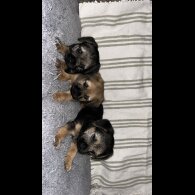 Border Terrier - Dogs