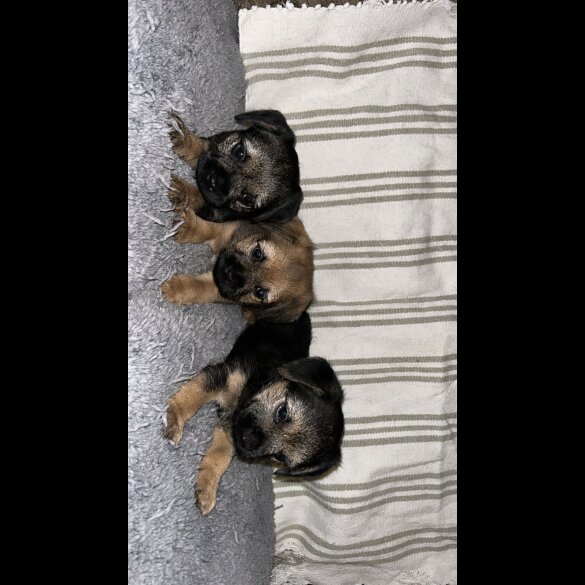 Border Terrier - Dogs