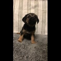 Border Terrier - Dogs