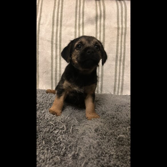 Border Terrier - Dogs