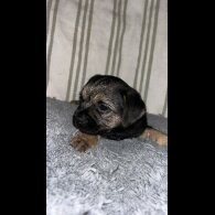 Border Terrier - Dogs