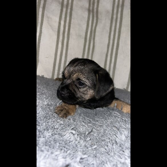 Border Terrier - Dogs