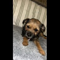Border Terrier - Dogs