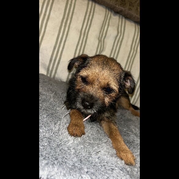 Border Terrier - Dogs