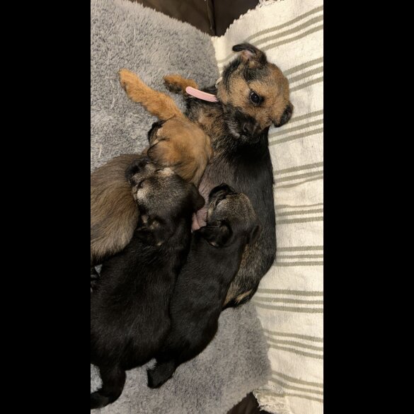 Border Terrier - Dogs