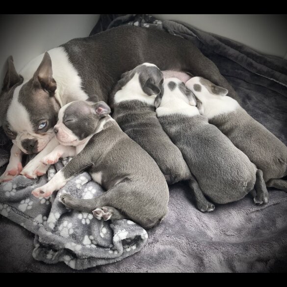 Boston Terrier - Bitches