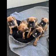 Boxer - Both