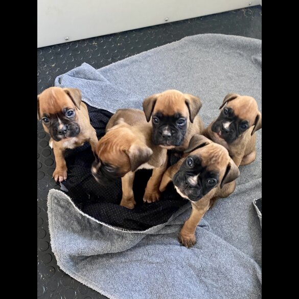 Boxer - Both
