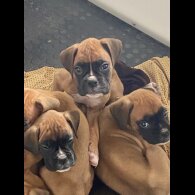 Boxer - Both