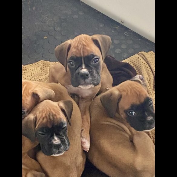Boxer - Both