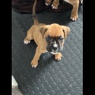 Boxer - Both