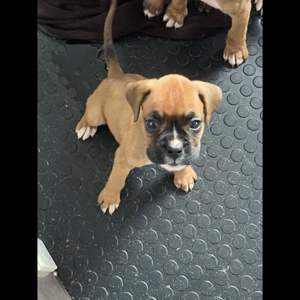 Boxer - Both