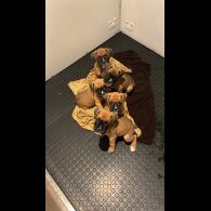 Boxer - Both