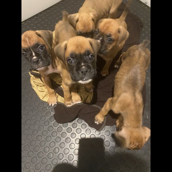 Boxer - Both