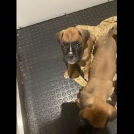 Boxer - Both
