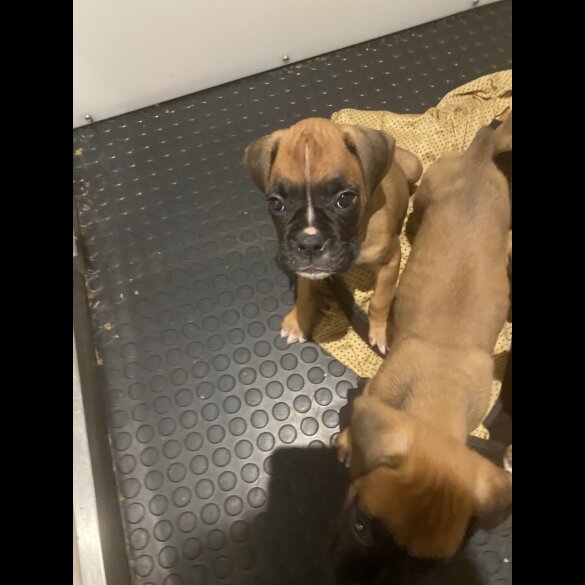 Boxer - Both
