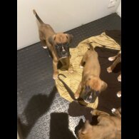 Boxer - Both