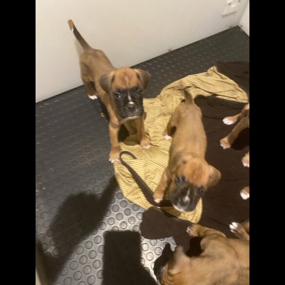 Boxer - Both