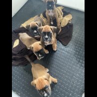 Boxer - Both