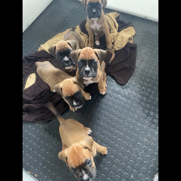 Boxer - Both