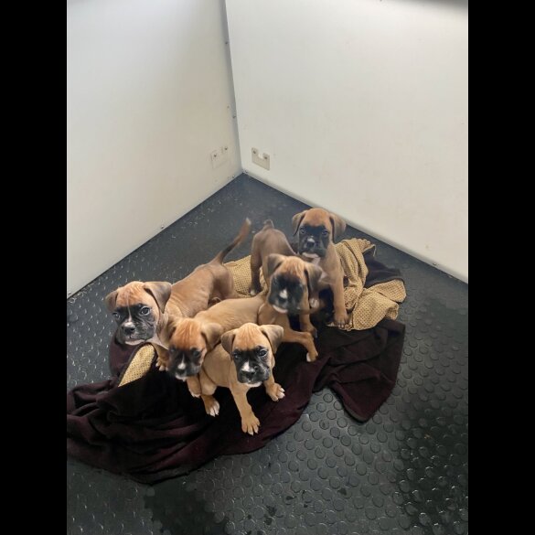 Boxer - Both