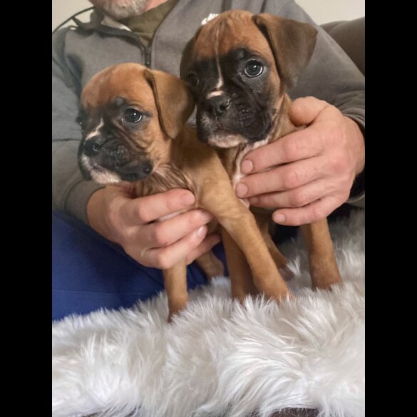Boxer - Both