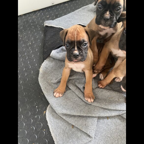 Boxer - Both