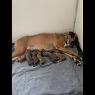 Boxer - Both