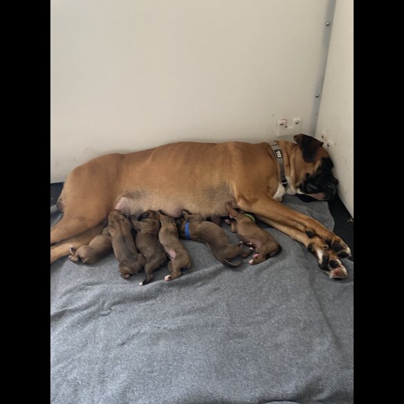 Boxer - Both