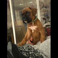 Boxer - Both