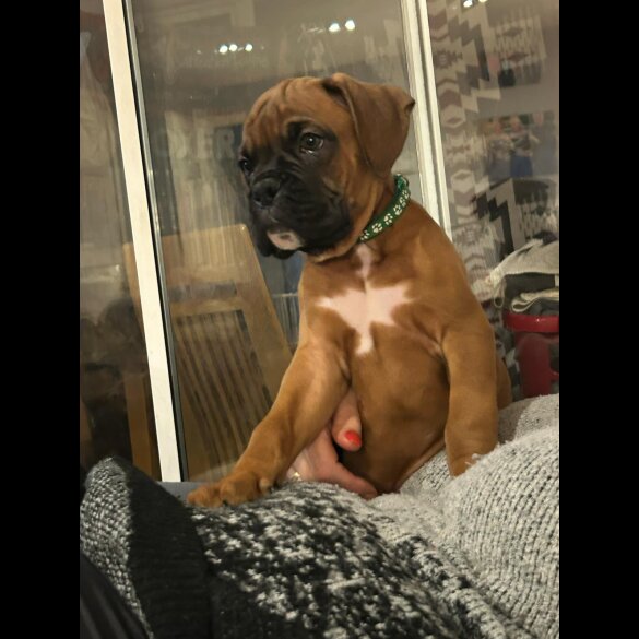 Boxer - Both