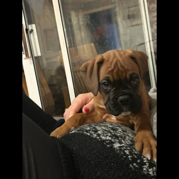 Boxer - Both