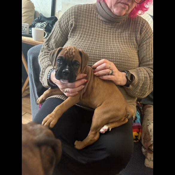 Boxer - Both