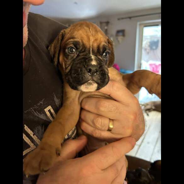 Boxer - Both