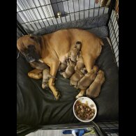 Boxer - Both