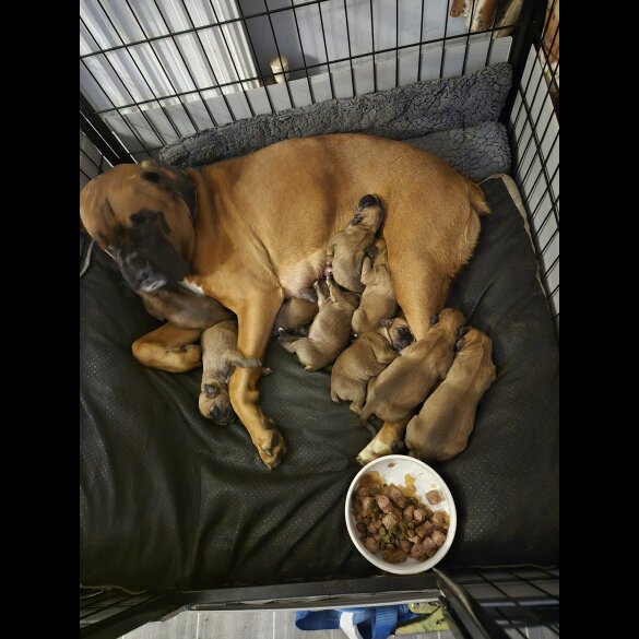 Boxer - Both