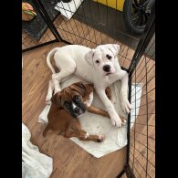 Boxer - Dogs