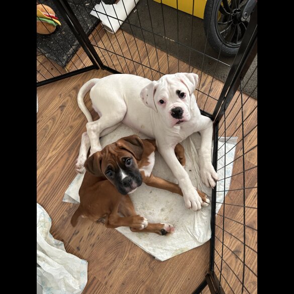 Boxer - Dogs