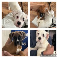 Boxer - Dogs