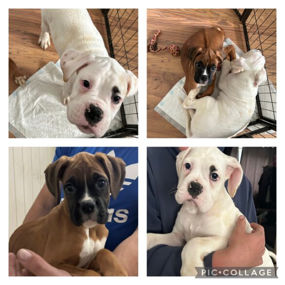 Boxer - Dogs