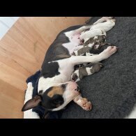 Bull Terrier - Both