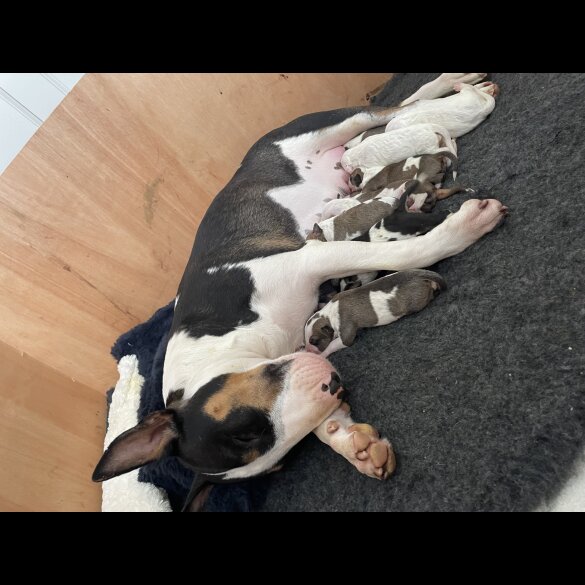 Bull Terrier - Both