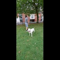 Bull Terrier - Both