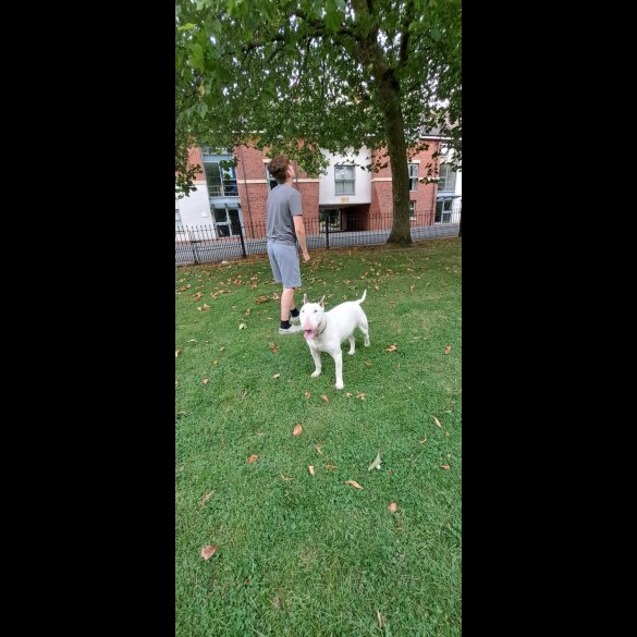 Bull Terrier - Both