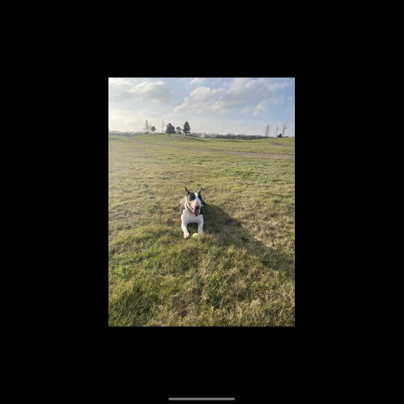 Bull Terrier - Both