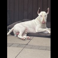 Bull Terrier - Both