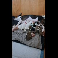 Bull Terrier - Both